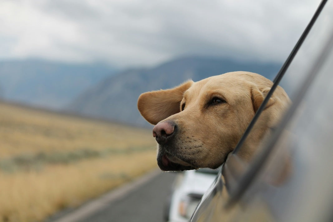 Die 7 häufigsten Gesundheitsprobleme bei Hunden – und wie du vorbeugen kannst