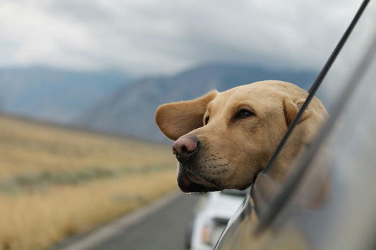 Die 7 häufigsten Gesundheitsprobleme bei Hunden – und wie du vorbeugen kannst
