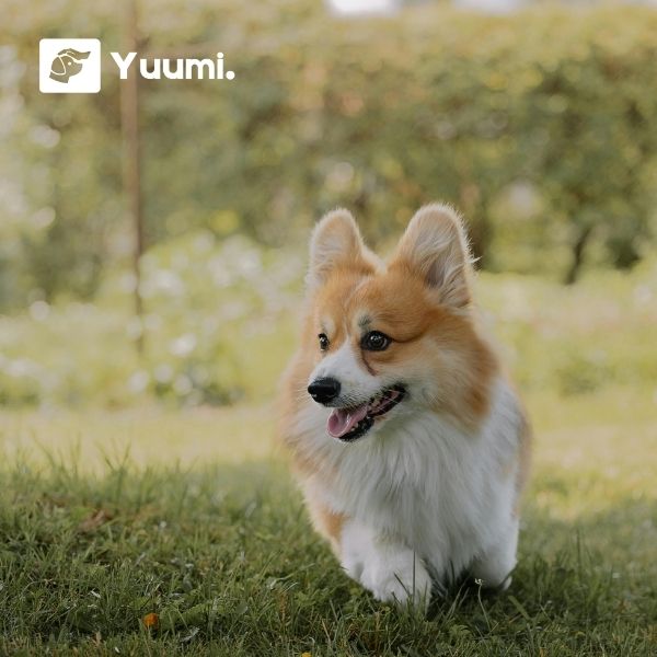 Yuumi